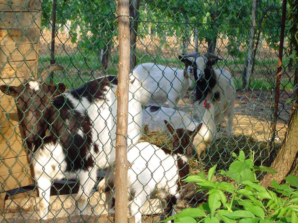 Sant'Andrea Agriturismo Con Cantina Martignago Vignaioli Asolo Prosecco Docg Wines Maser Zewnętrze zdjęcie