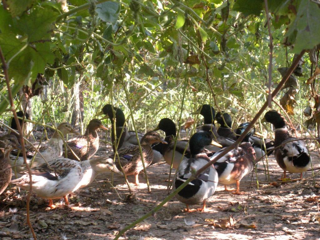 Sant'Andrea Agriturismo Con Cantina Martignago Vignaioli Asolo Prosecco Docg Wines Maser Zewnętrze zdjęcie