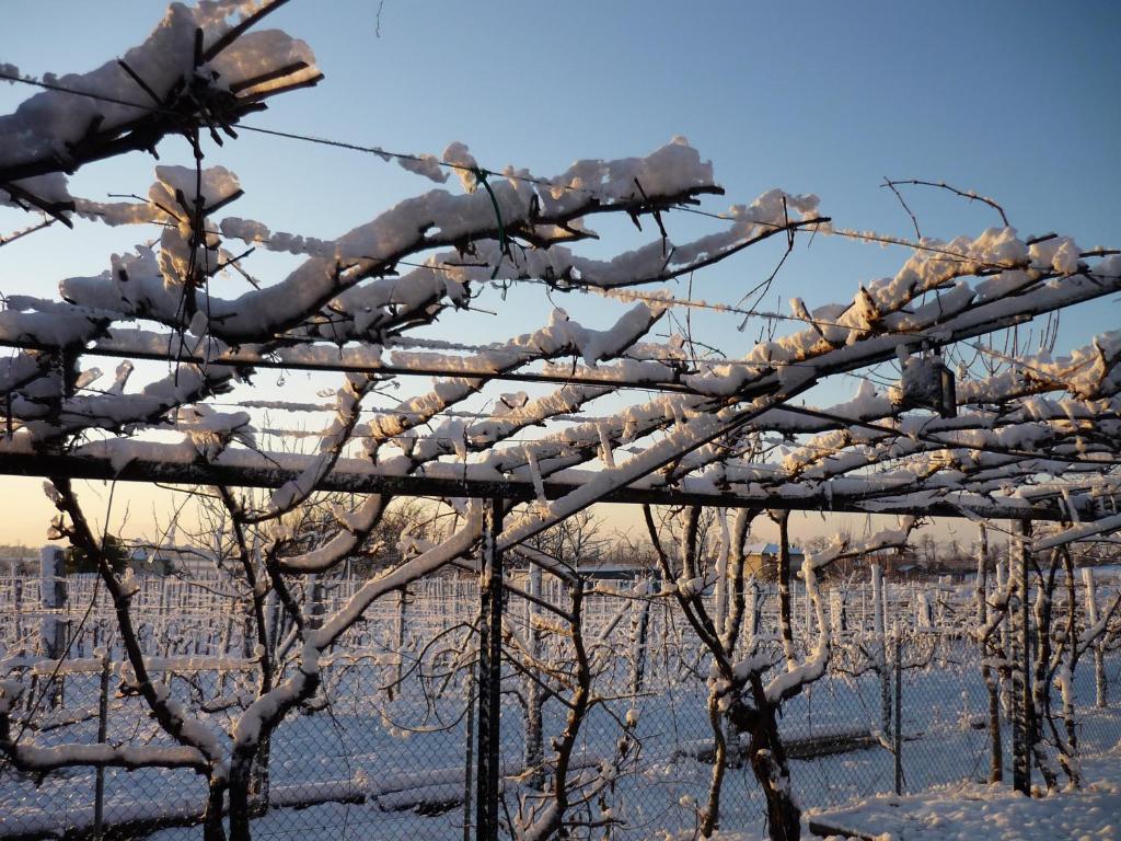 Sant'Andrea Agriturismo Con Cantina Martignago Vignaioli Asolo Prosecco Docg Wines Maser Zewnętrze zdjęcie